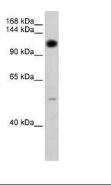 Transfected 293T Cell Lysate
