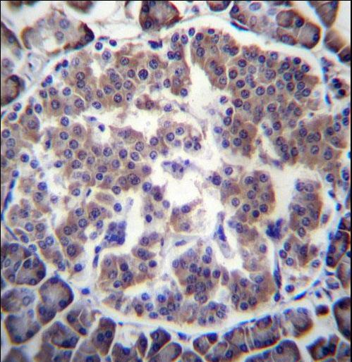 TBL2 Antibody immunohistochemistry of formalin-fixed and paraffin-embedded human pancreas tissue followed by peroxidase-conjugated secondary antibody and DAB staining.