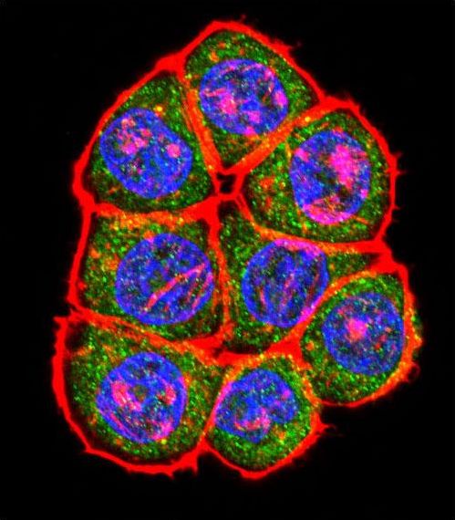 Confocal immunofluorescent of TBP Antibody with HeLa cell followed by Alexa Fluor 488-conjugated goat anti-rabbit lgG (green). Actin filaments have been labeled with Alexa Fluor 555 phalloidin (red). DAPI was used to stain the cell nuclear (blue).