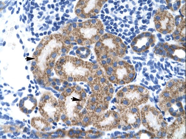 TBPL1 antibody LS-C30591 was used in IHC to stain formalin-fixed, paraffin-embedded human kidney.