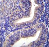 TBPL2 Antibody immunohistochemistry of formalin-fixed and paraffin-embedded human uterus tissue followed by peroxidase-conjugated secondary antibody and DAB staining.