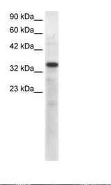 Fetal Muscle Lysate