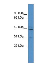 TBX10 antibody LS-C134947 Western blot of Mouse Brain lysate.
