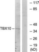 Western blot of extracts from HT-29 cells, using TBX10 Antibody. The lane on the right is treated with the synthesized peptide.