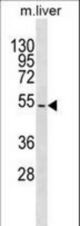 TBX15 Antibody western blot of mouse liver tissue lysates (35 ug/lane). The TBX15 antibody detected the TBX15 protein (arrow).