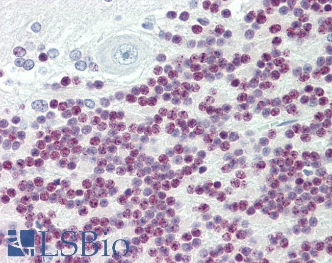 Anti-TBX15 antibody IHC staining of human brain, cerebellum. Immunohistochemistry of formalin-fixed, paraffin-embedded tissue after heat-induced antigen retrieval. Antibody LS-B11137 concentration 10 ug/ml.
