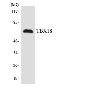 Western blot of the lysates from HT-29 cells using TBX18 antibody.