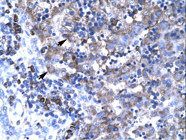 TBX19 antibody LS-C31066 was used in IHC to stain formalin-fixed, paraffin-embedded human liver.