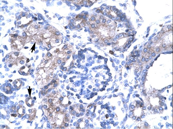 TBX19 antibody LS-C31066 was used in IHC to stain formalin-fixed, paraffin-embedded human kidney.