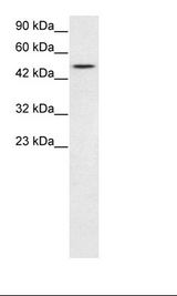 Jurkat Cell Lysate