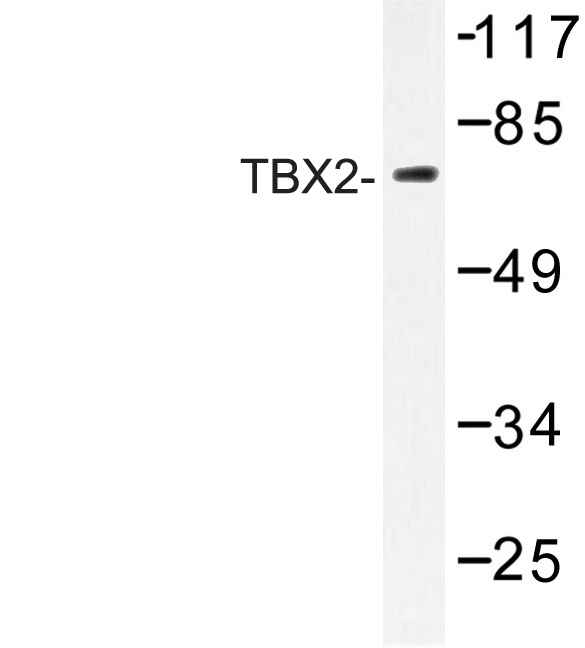 Western blot of TBX2 (N280) pAb in extracts from HeLa cells.