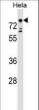 TBX2 Antibody western blot of HeLa cell line lysates (35 ug/lane). The TBX2 antibody detected the TBX2 protein (arrow).