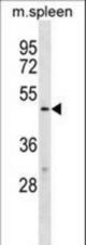 TBX20 Antibody western blot of mouse spleen tissue lysates (35 ug/lane). The TBX20 antibody detected the TBX20 protein (arrow).