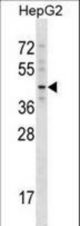 TBX20 Antibody western blot of HepG2 cell line lysates (35 ug/lane). The TBX20 antibody detected the TBX20 protein (arrow).