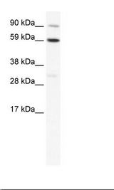 SP2/0 Cell Lysate