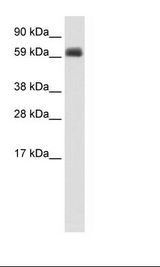 Fetal Thymus Lysate