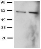 CD4+ T cells were sorted from mouse spleen, activated with anti-mouse CD3 and anti-mouse CD28, followed by culture in Th1-polarizing conditions, and re-activation with PMA and Ionomycin. Lysates from control (left) or PMA and Ionomycin-re-activated (right) cells were probed with purified antibody at 2 ug/ml, and revealed with HRP anti-mouse IgG.