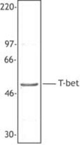 Hela nuclear extract was resolved by electrophoresis, transferred to nitrocellulose, and probed with rabbit anti-T-bet antibody. Proteins were visualized using a donkey anti-rabbit secondary conjugated to HRP and a chemiluminescence detection system.