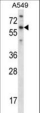 TBX21 Antibody western blot of A549 cell line lysates (35 ug/lane). The TBX21 antibody detected the TBX21 protein (arrow).