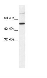 HepG2 Cell Lysate