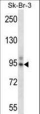 TBX3 Antibody western blot of SK-BR-3 cell line lysates (35 ug/lane). The TBX3 antibody detected the TBX3 protein (arrow).