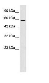 HepG2 Cell Lysate
