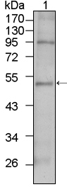 Western blot using TBX5 mouse monoclonal antibody against HepG2 cell lysate (1).