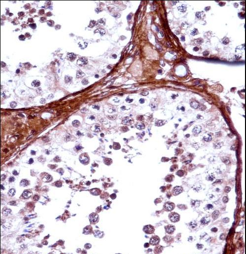 TBX5 Antibody immunohistochemistry of formalin-fixed and paraffin-embedded human testis tissue followed by peroxidase-conjugated secondary antibody and DAB staining.
