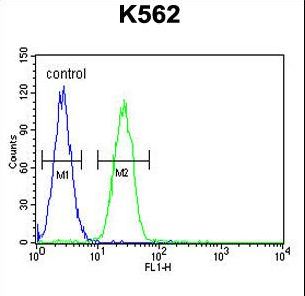 TBX6 Antibody flow cytometry of K562 cells (right histogram) compared to a negative control cell (left histogram). FITC-conjugated goat-anti-rabbit secondary antibodies were used for the analysis.