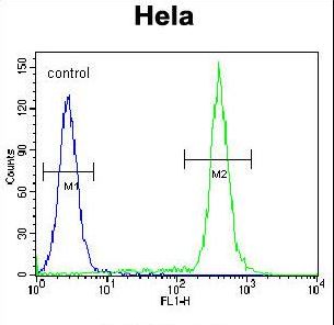 TBX6 Antibody (Center W158) flow cytometry of HeLa cells (right histogram) compared to a negative control cell (left histogram). FITC-conjugated goat-anti-rabbit secondary antibodies were used for the analysis.
