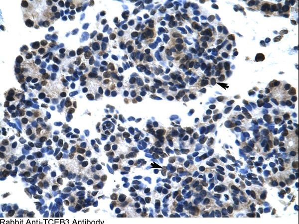 TCEB3 / Elongin A antibody LS-C31411 was used in IHC to stain formalin-fixed, paraffin-embedded human pancreas.