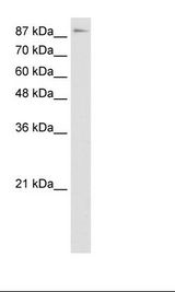 Transfected 293T Cell Lysate