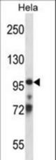 TCEB3 Antibody western blot of HeLa cell line lysates (35 ug/lane). The TCEB3 antibody detected the TCEB3 protein (arrow).