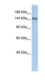TCERG1 antibody LS-C110331 Western blot of HepG2 cell lysate.