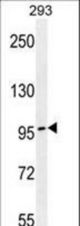 TCERG1 Antibody western blot of 293 cell line lysates (35 ug/lane). The TCERG1 antibody detected the TCERG1 protein (arrow).