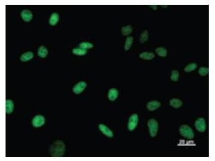 Immunofluorescent staining using TCERG1 antibody. Immunostaining analysis in HeLa cells. HeLa cells were fixed with 4% paraformaldehyde and permeabilized with 0.01% Triton-X100 in PBS. The cells were immunostained with anti-TCERG1 antibody.