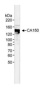 Detection of Human CA150 by Western Blot. Sample: Nuclear extract (5 ug) from HeLa cells. Antibody: Affinity purified rabbit anti-CA150 used at 0.33 ug/ml. Detection: Alkaline phosphatase conjugated goat anti-Rabbit IgG diluted 1:3000 with NBT-BCIP as substrate for 20 min.
