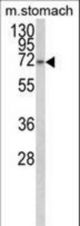 Western blot of TCERG1L Antibody in mouse stomach tissue lysates (35 ug/lane). TCERG1L (arrow) was detected using the purified antibody.