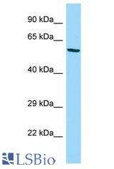 TCF11 / NFE2L1 antibody Western Blot of Mouse Testis. Antibody dilution: 1 ug/ml.