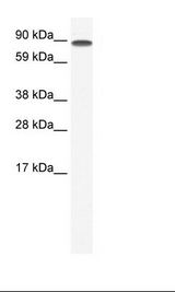 Fetal Lung Lysate