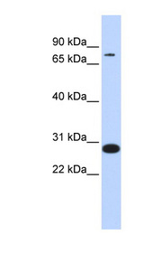 TCF12 antibody LS-C112350 Western blot of HeLa lysate.