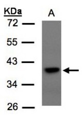 Sample (30 ug of whole cell lysate). A:293T. 10% SDS PAGE. SC1 / TCF-19 antibody diluted at 1:1500