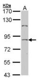 Sample (30 ug of whole cell lysate). A: Hela. 7.5% SDS PAGE. TCF25 antibody diluted at 1:500.