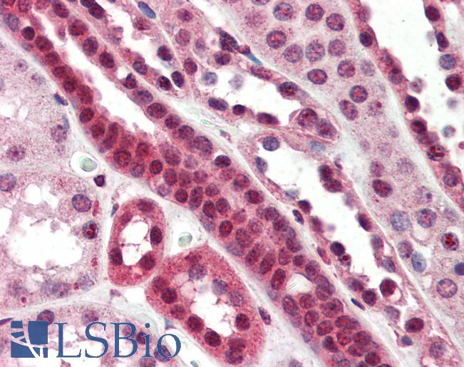 Anti-TCF3 antibody IHC of human kidney. Immunohistochemistry of formalin-fixed, paraffin-embedded tissue after heat-induced antigen retrieval. Antibody LS-B3248 concentration 75 ug/ml.
