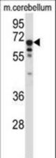 TCF3 Antibody western blot of mouse cerebellum tissue lysates (35 ug/lane). The TCF3 antibody detected the TCF3 protein (arrow).