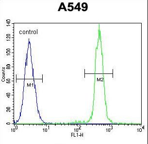 TCF3 Antibody flow cytometry of A549 cells (right histogram) compared to a negative control cell (left histogram). FITC-conjugated goat-anti-rabbit secondary antibodies were used for the analysis.
