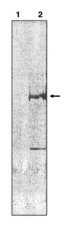 Western blot of anti-TCF-3/4 clone 6F12-3 antibody at 4 ug/ml on Cos-1 cell control lysates (1) and Cos-1 cell lysates transfected with human TCF-3.