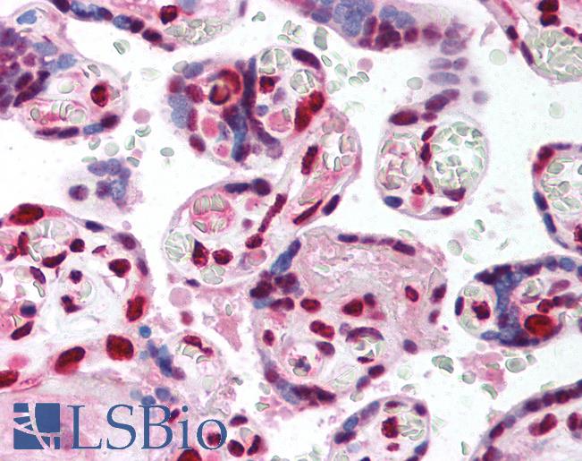 Anti-TCF4 antibody IHC of human placenta. Immunohistochemistry of formalin-fixed, paraffin-embedded tissue after heat-induced antigen retrieval. Antibody LS-B1570 concentration 5 ug/ml.