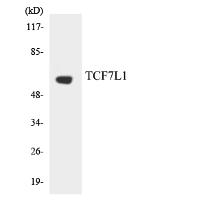 Western blot of the lysates from HUVEC cells using TCF7L1 antibody.