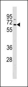 TCF7L1 Antibody western blot of HepG2 cell line lysates (35 ug/lane). The TCF7L1 antibody detected the TCF7L1 protein (arrow).